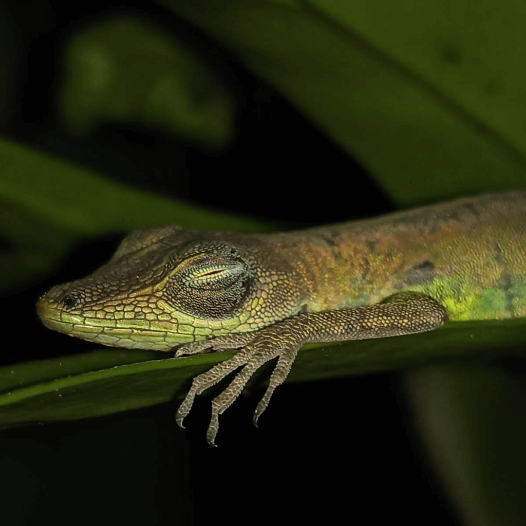 A Barbados Anole resting on leaf.