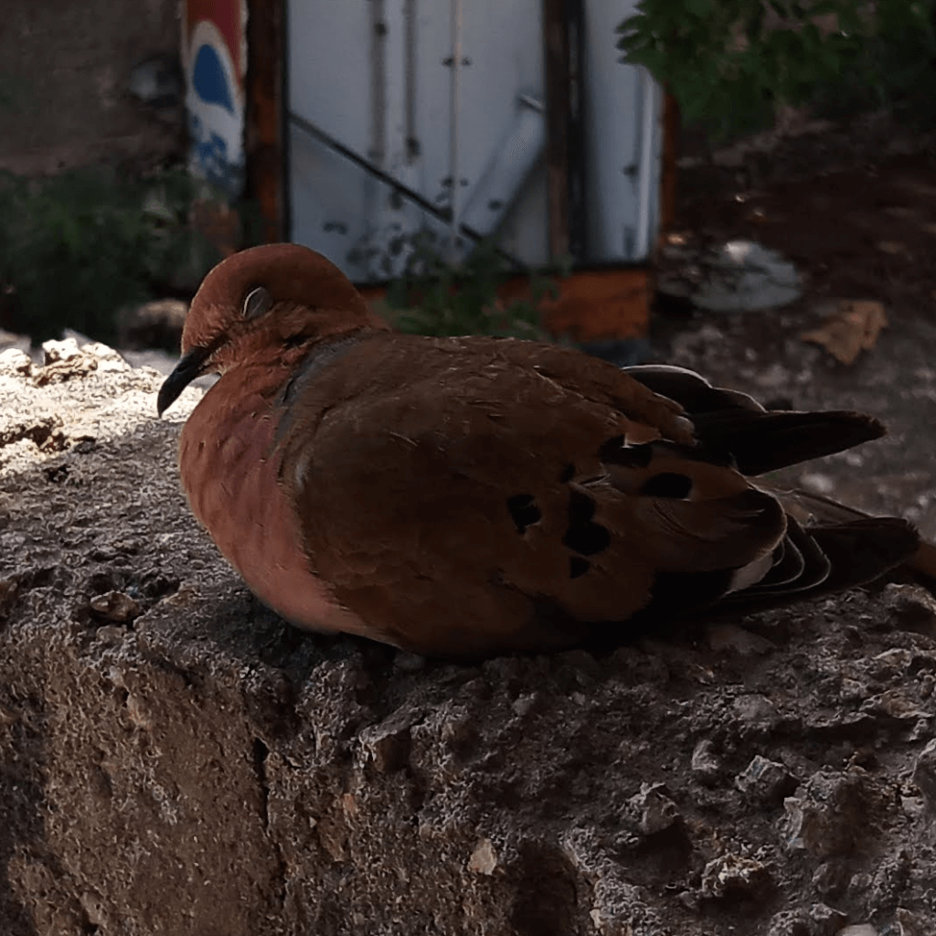A mourning dove resting on an old concrete wall.