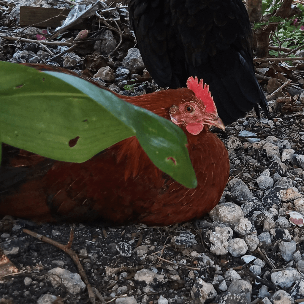 A young red rooster resting behind some vegetation.