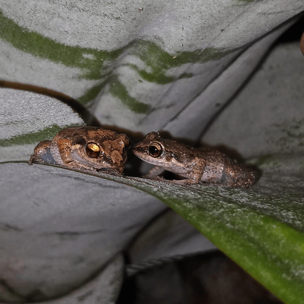 Two Lesser-Antillean Whistling Frogs comiscerating on leaf.