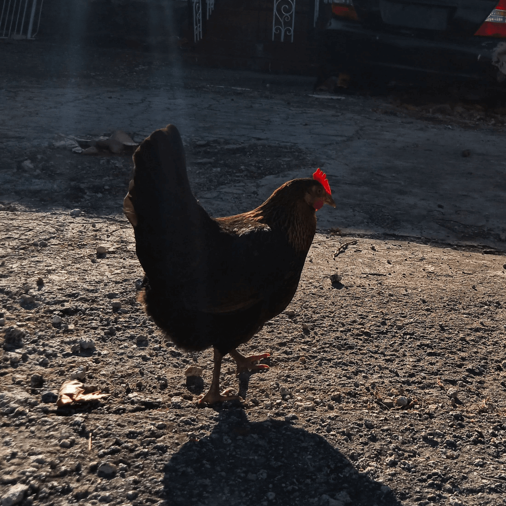 A hen walking away from the camera under the afternoon sun.