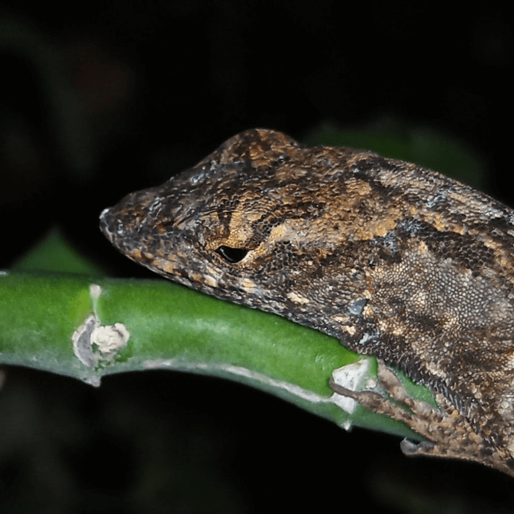A brown anole resting on a plant stem at night, against a dark background.