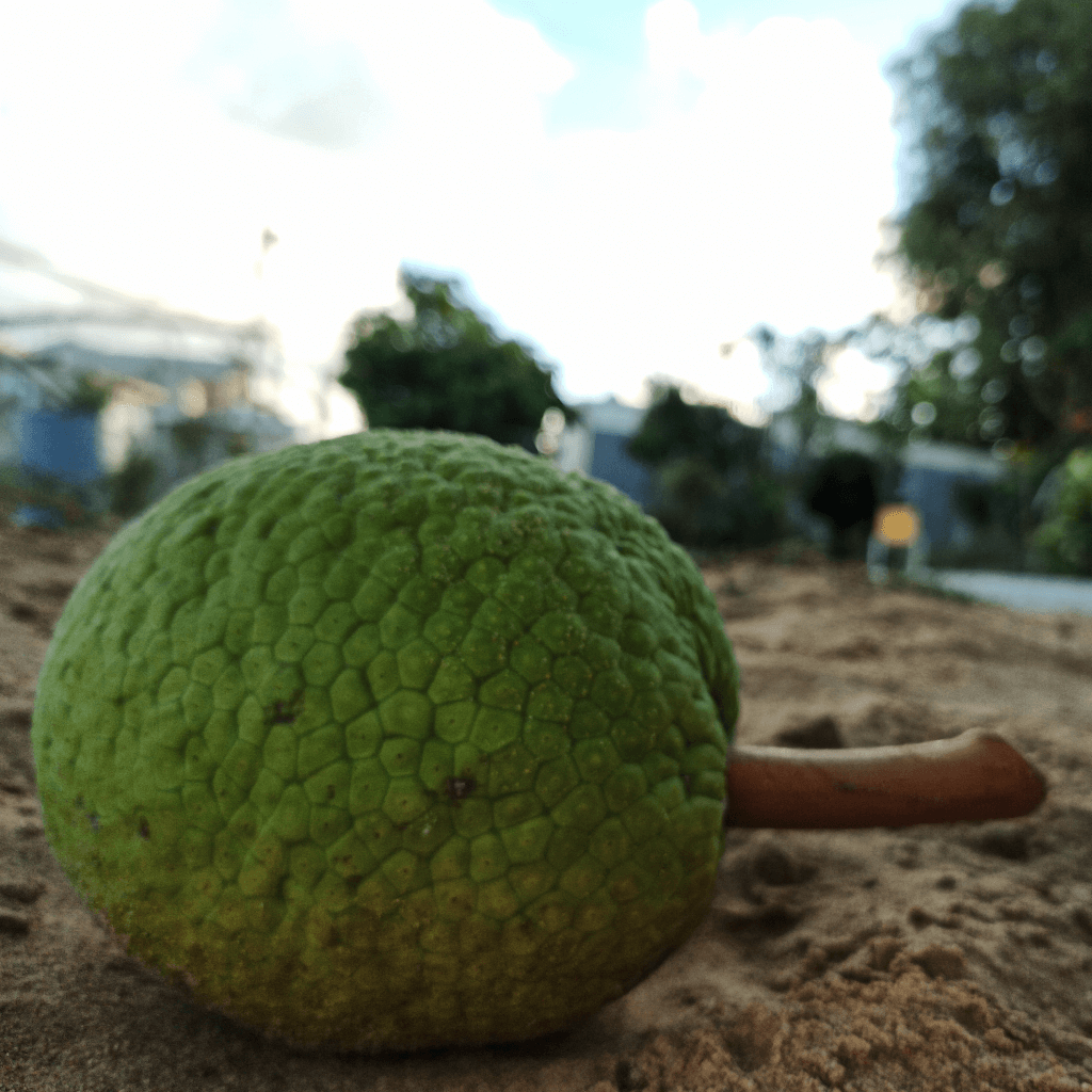 A fallen breadfruit sitting in sand, with a garden as the backdrop.