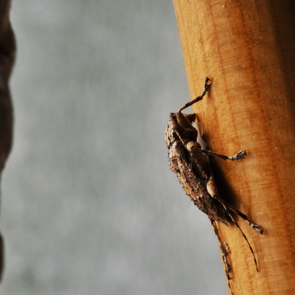 A longhorn beetle resting on a polished wooden pole.