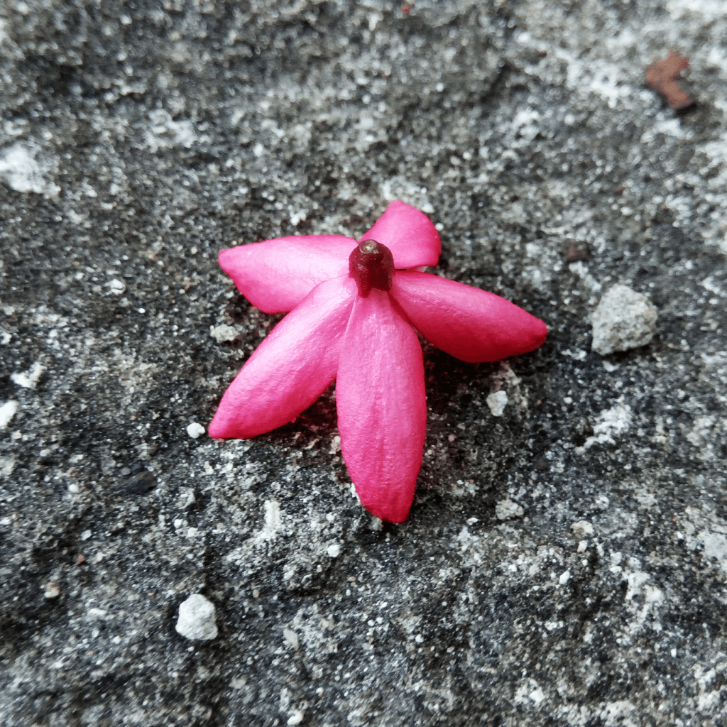 'A small, pink flower resting on the ground.